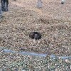 Осень Осень