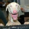 Объявление: Пропала ОЧЕНЬ умная собака! Шарик! Если ты читаешь это объявление, позвони пожалуйста домой!!))