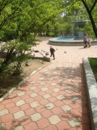 Дети и голуби