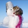 снегокот