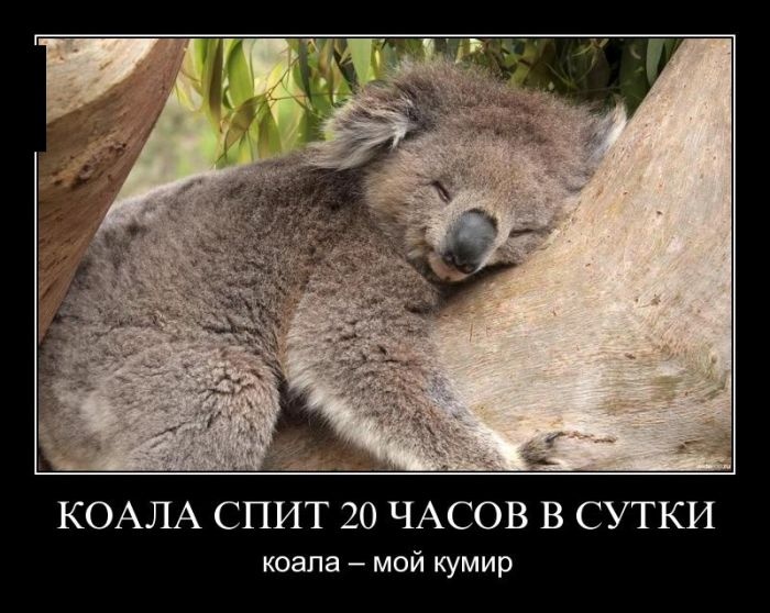 Мой кумир
