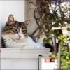 Котэ