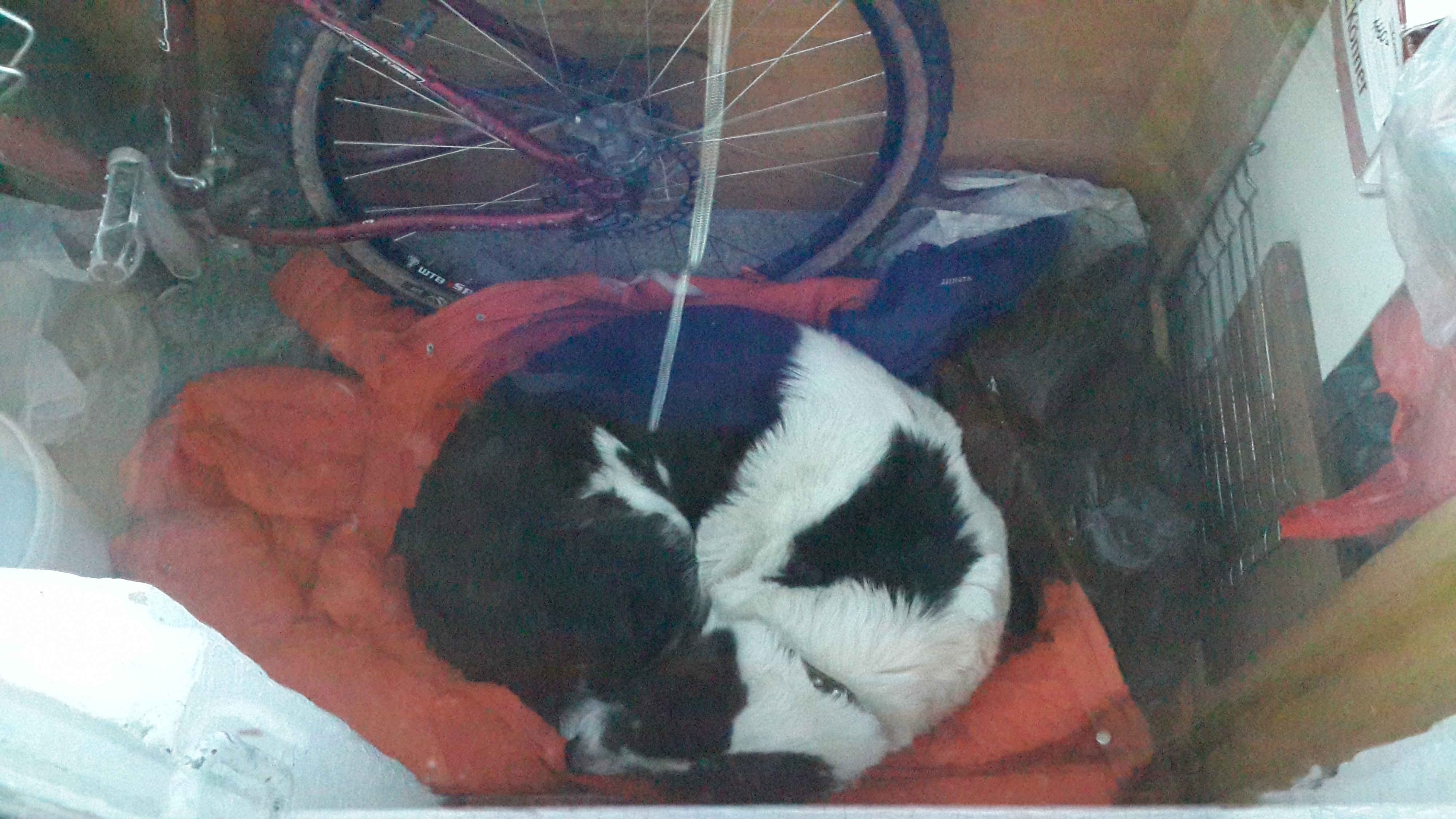 зверь, храпящий на балконе 