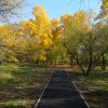 Новые дорожки в парке