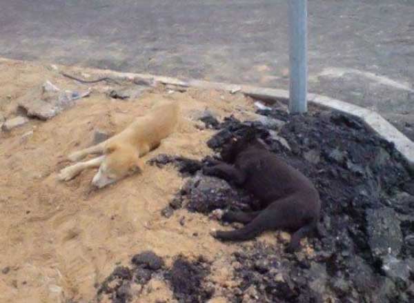 щенки