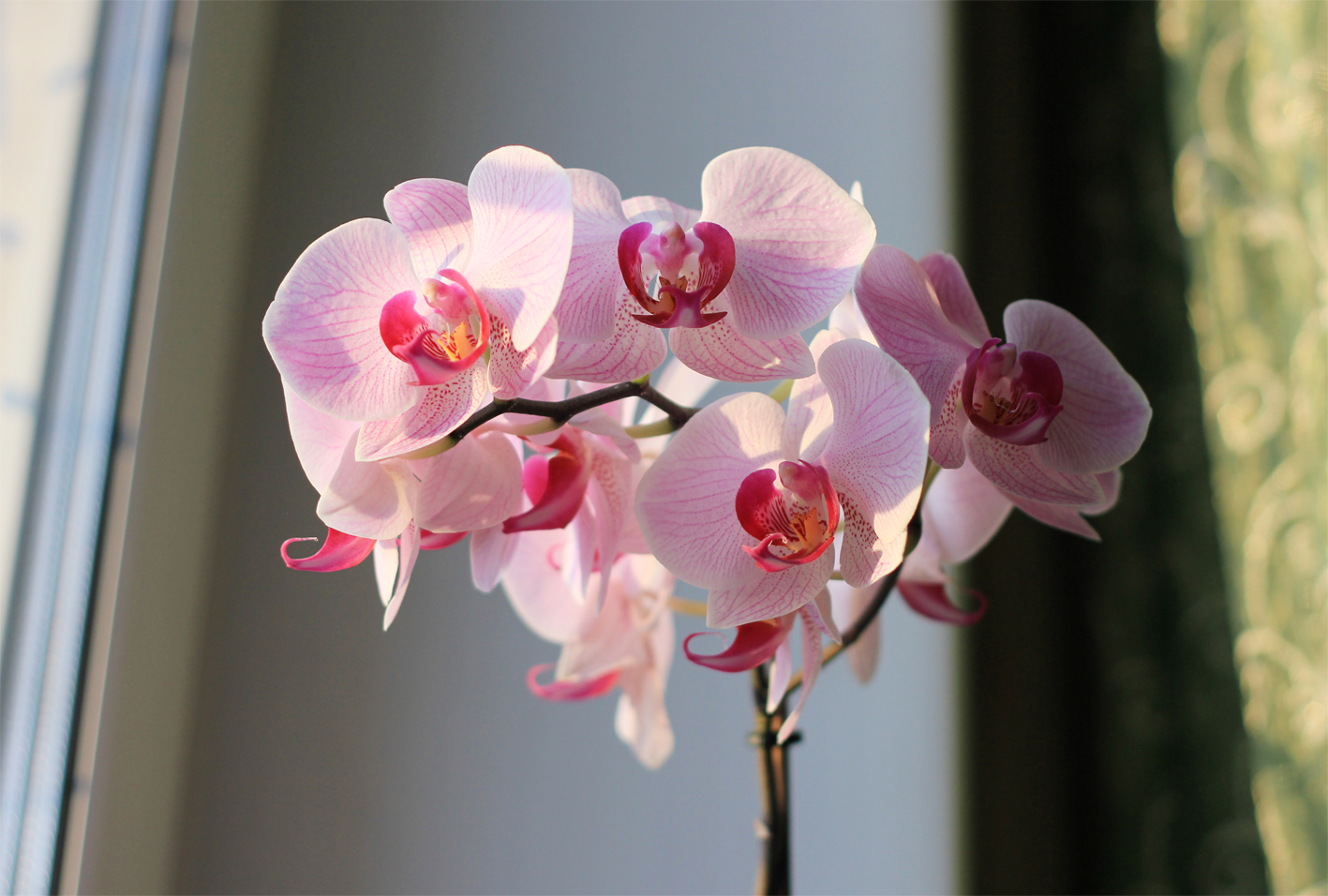 Распустилась