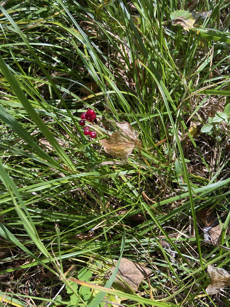 В детстве ели - все живы