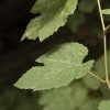 IMG 3602 IMG 3602