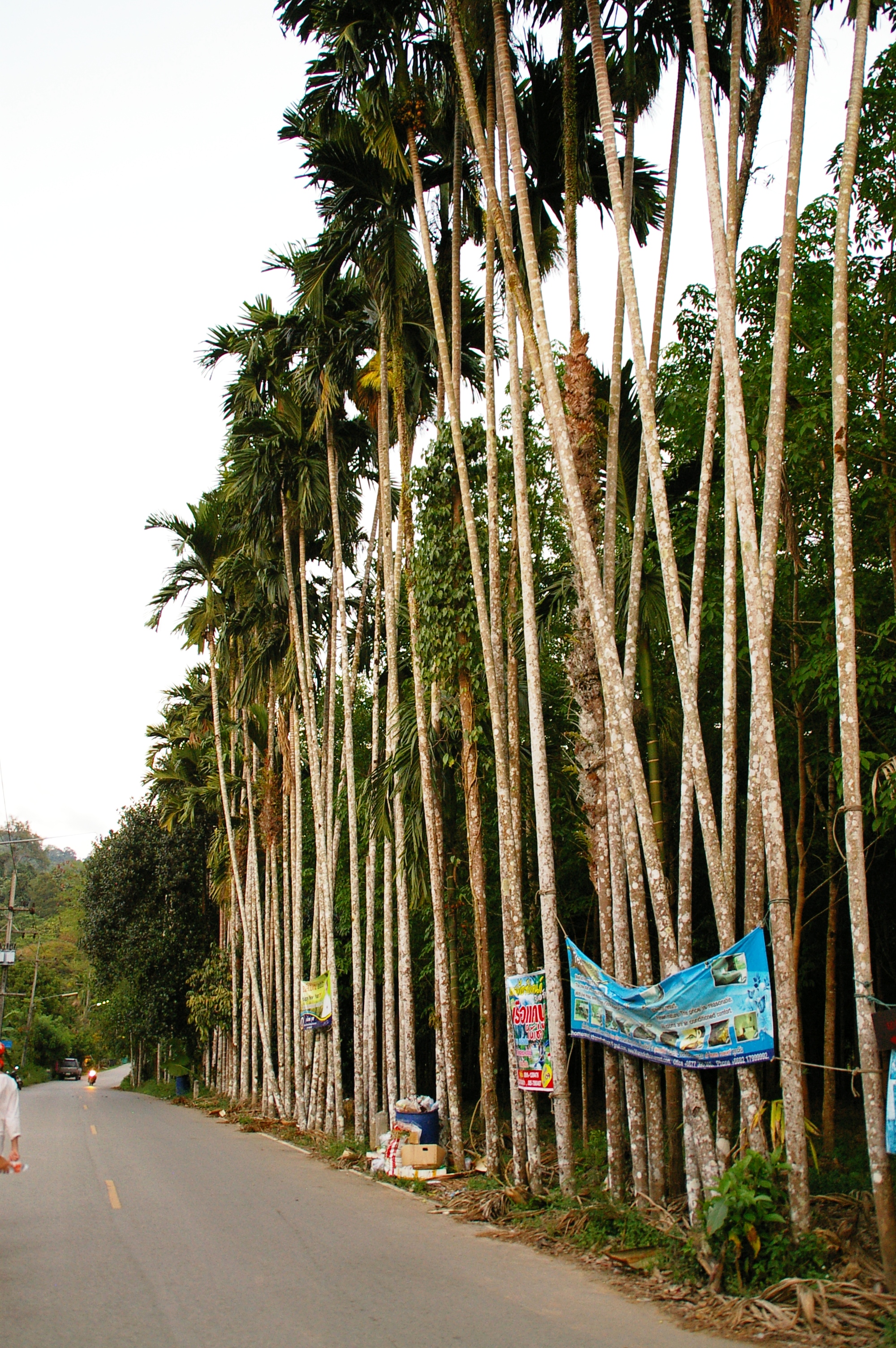 благодаря этим деревьям, у каждого, побывавшего в Таиланде, есть подушка за тыщу рублей