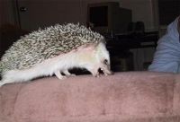 ёжики 10 ёжики 10