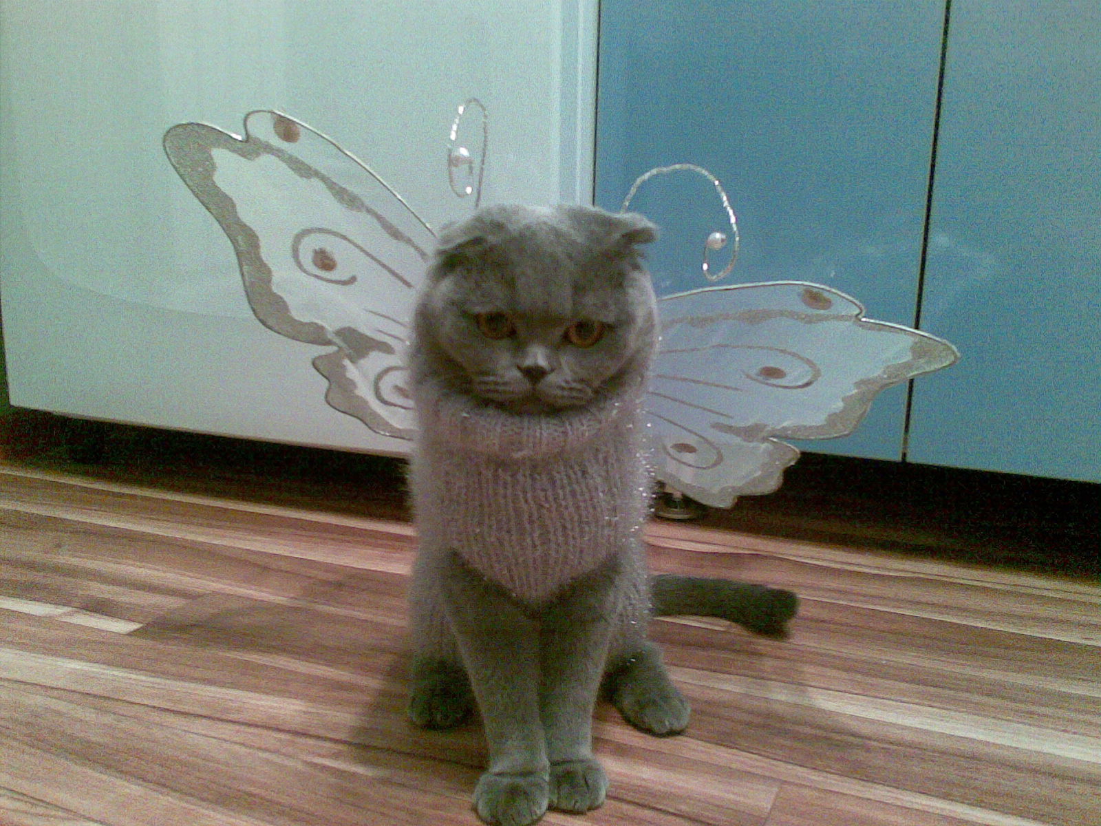 Лакки-бабочка