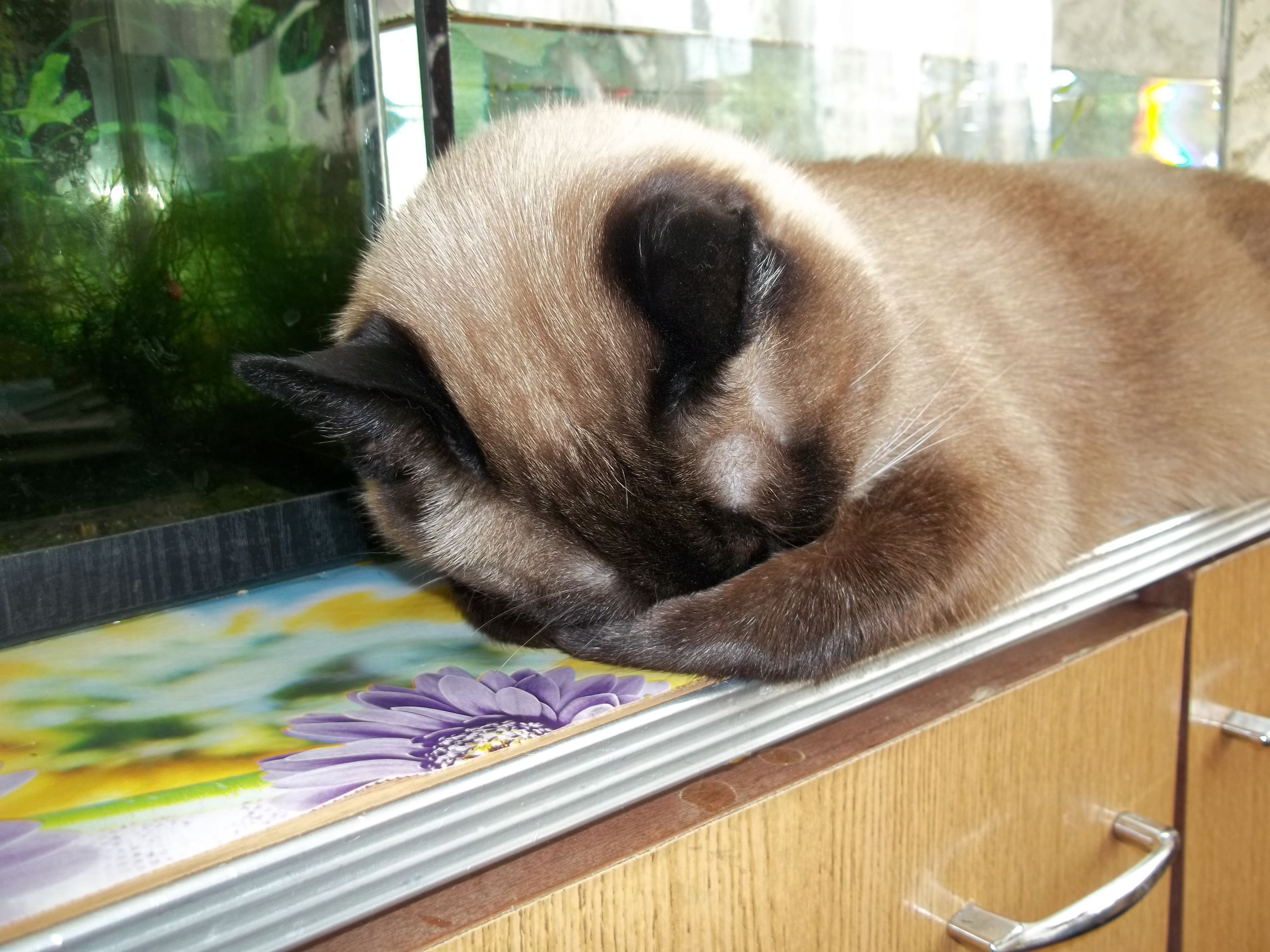 Задолбали папарацци!