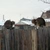 Коты, коие украшают ворота Серёгиного огорода