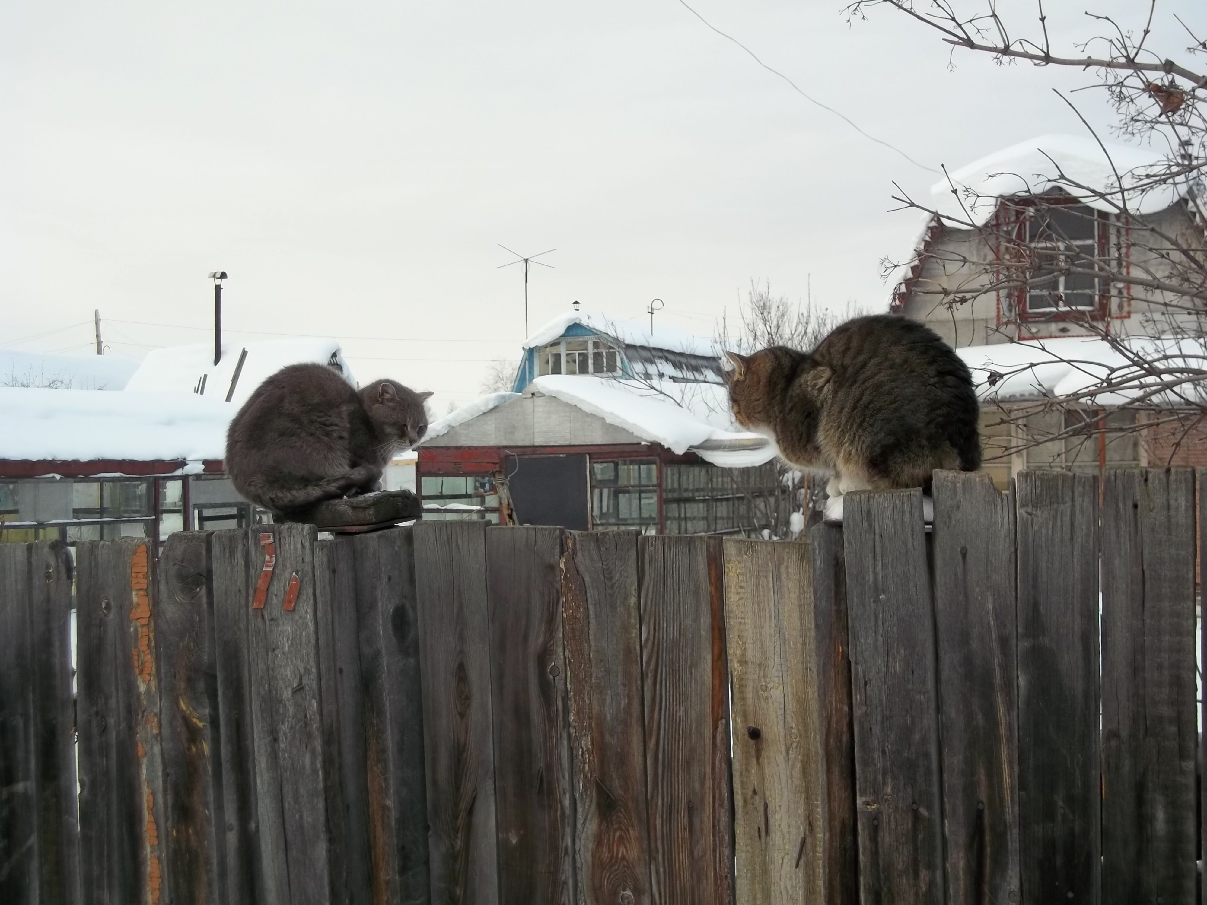Коты, коие украшают ворота Серёгиного огорода