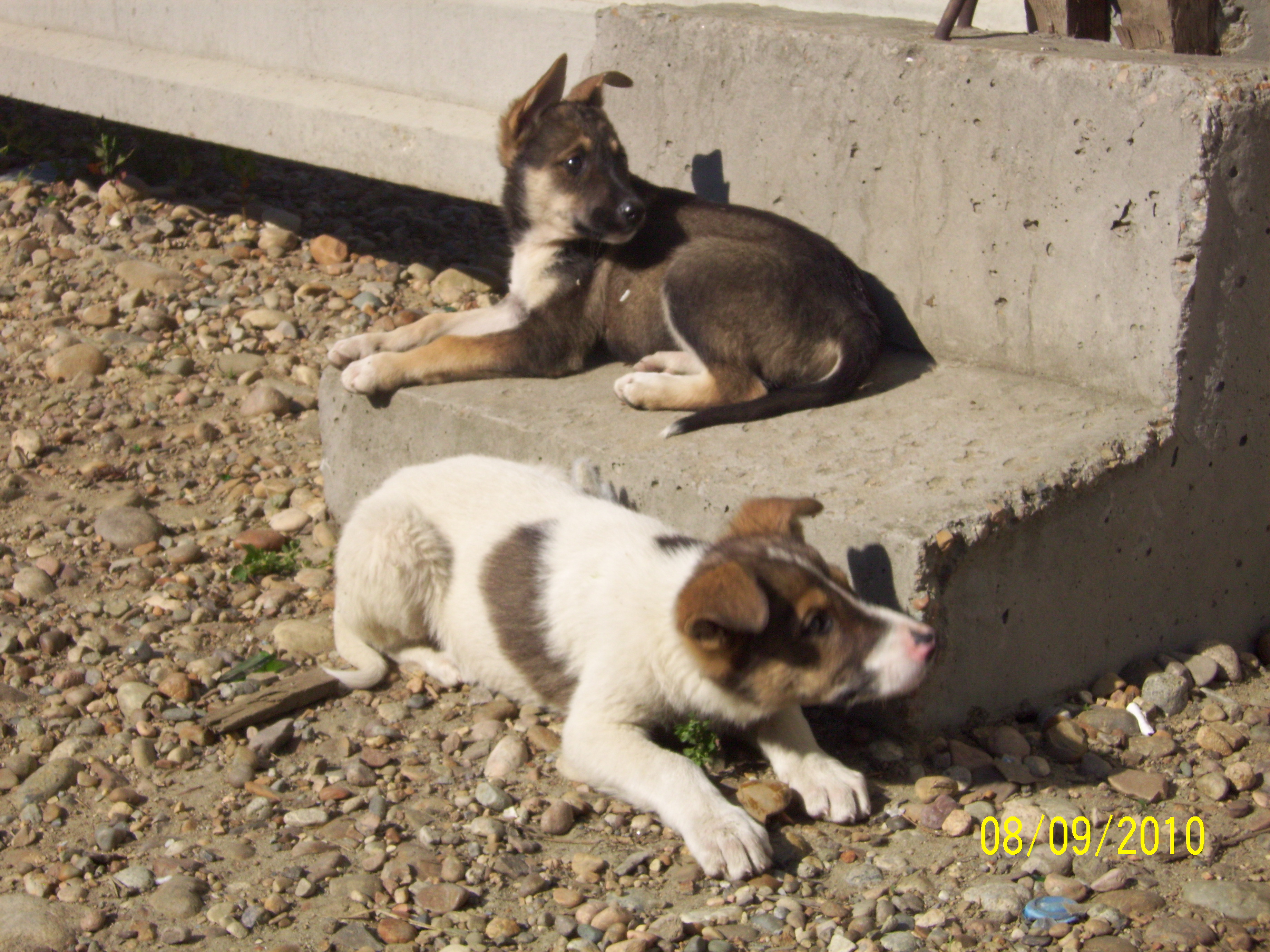 восемь подзаборников из 32 микрорайона ( объявление от 09,08,10 о щенках)