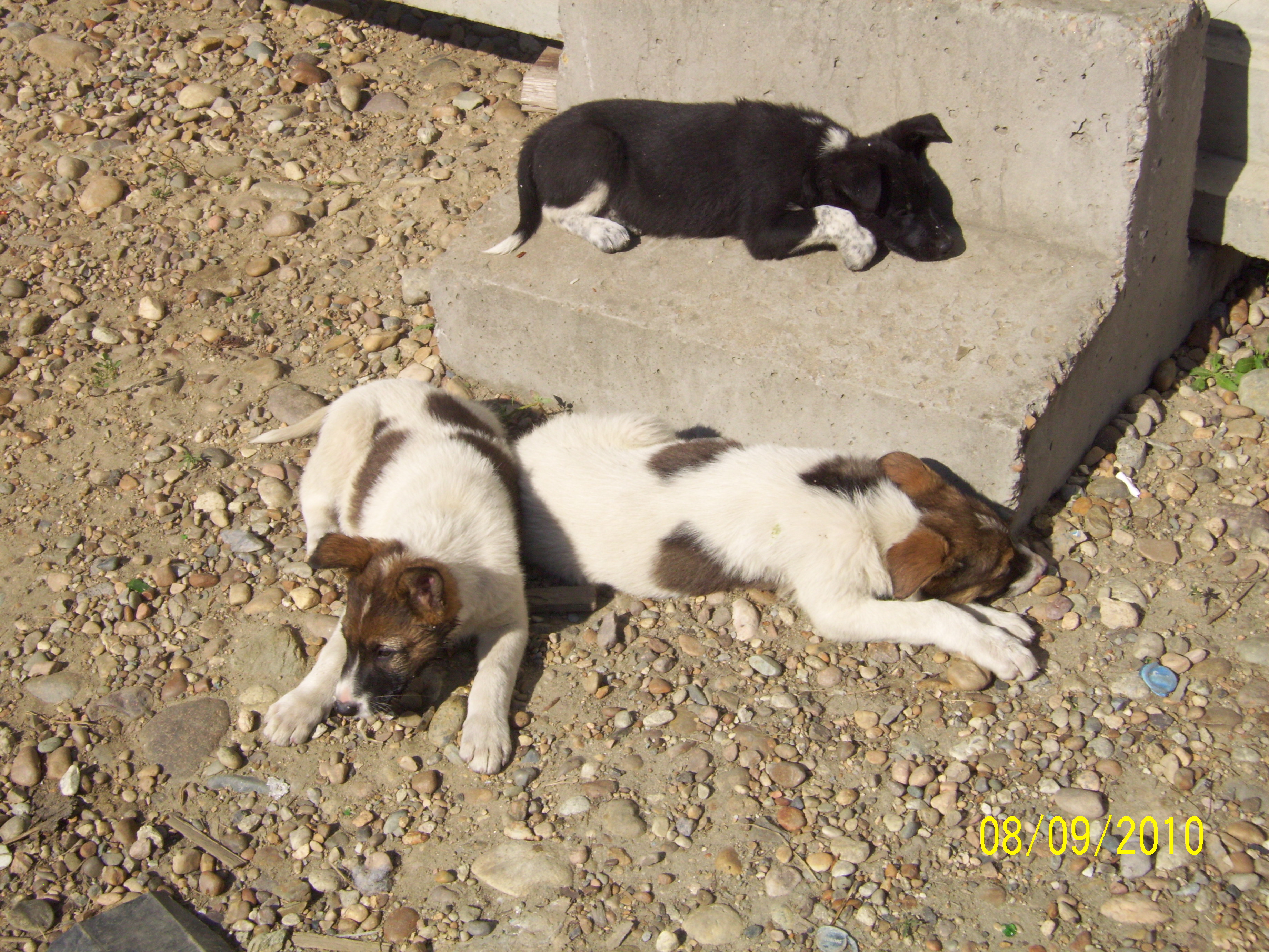 восемь подзаборников из 32 микрорайона ( объявление от 09,08,10 о щенках)