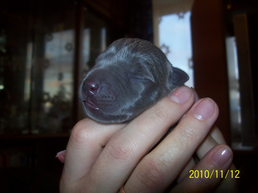 американский стаффордширский терьер