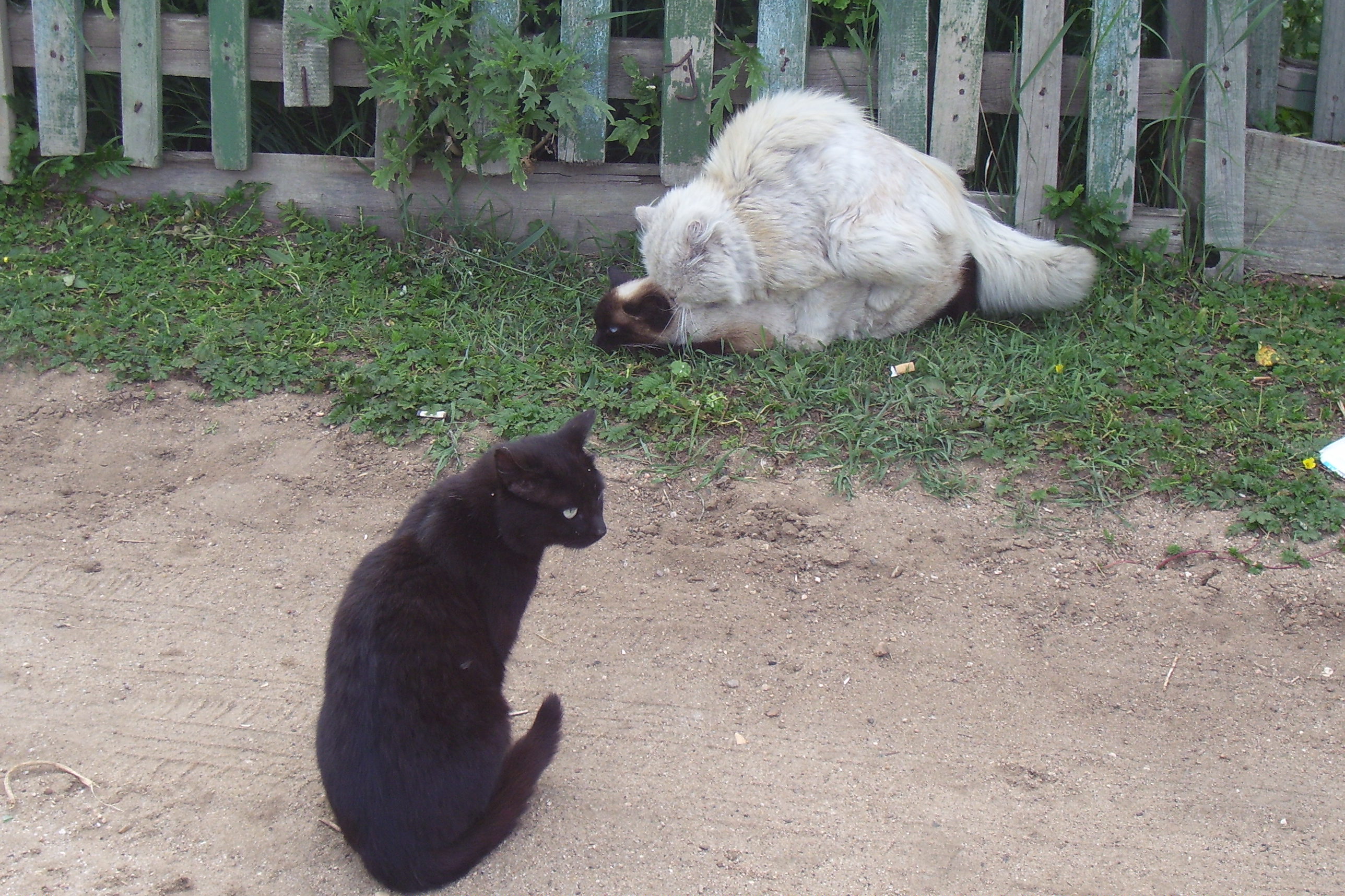 Котэ ждет своей очереди)