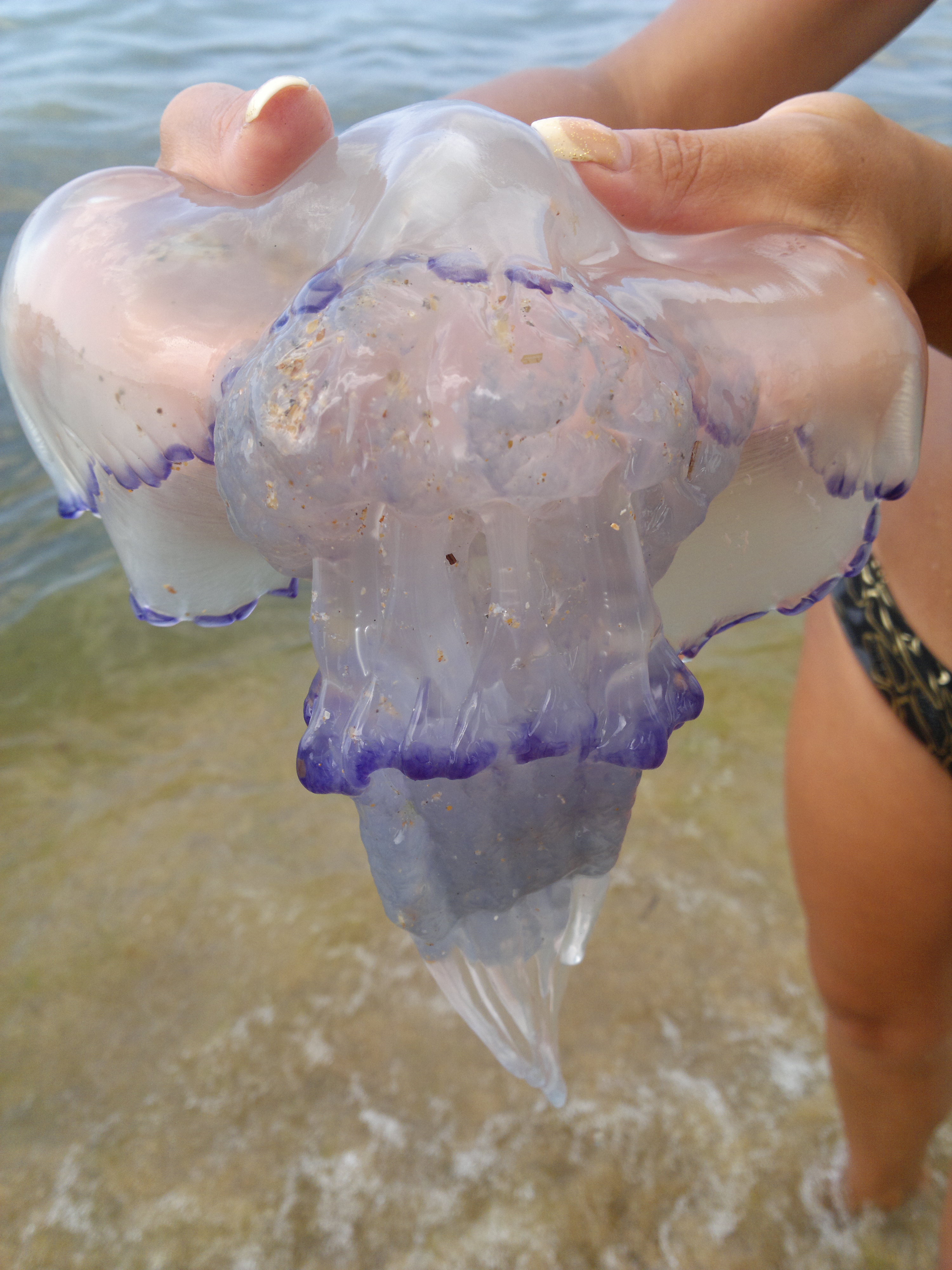 Медуза-Гаргона!