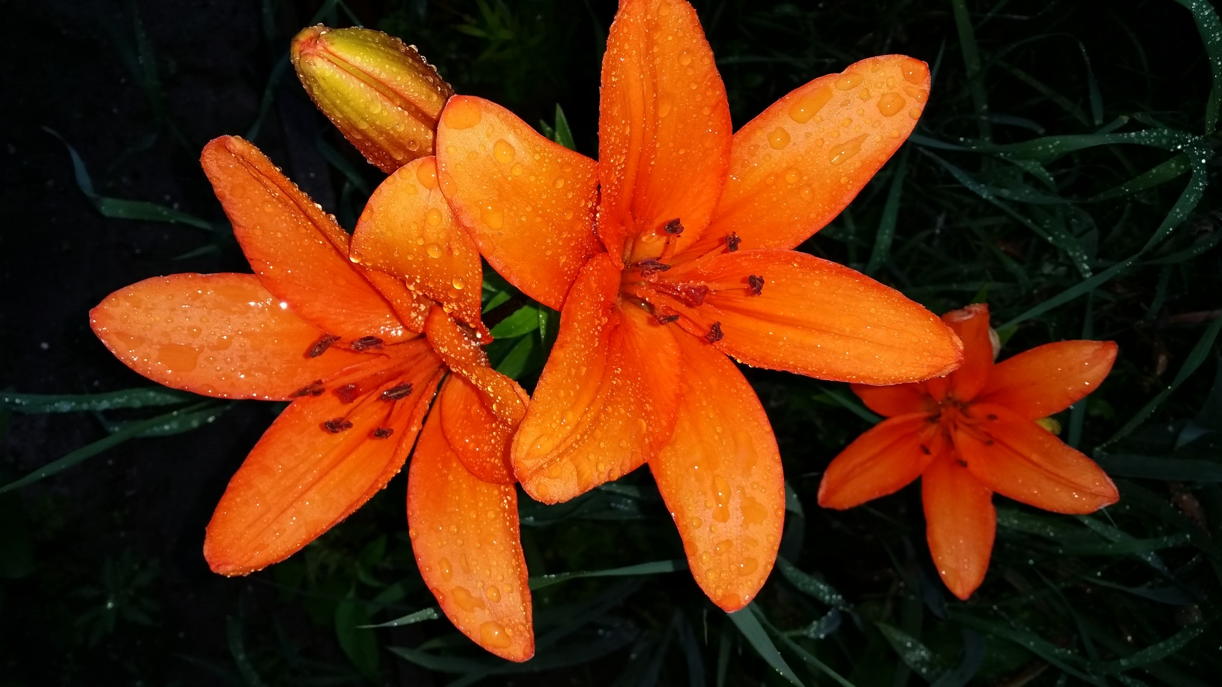 цвиточки))))