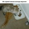 Чужая миска