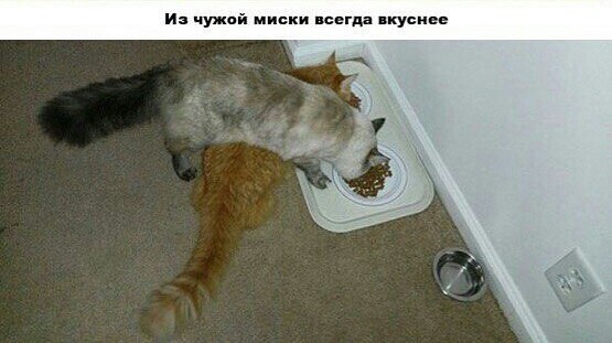 Чужая миска