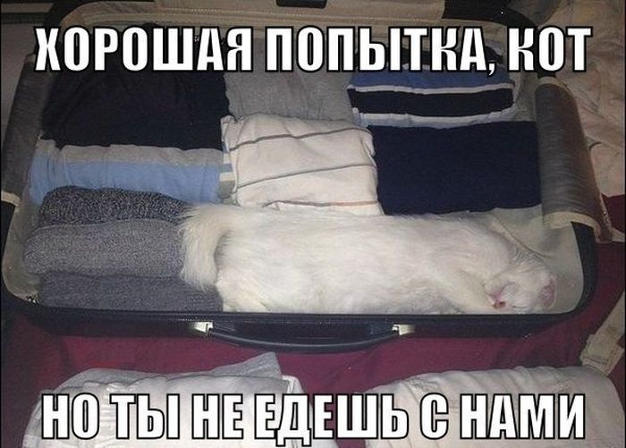 Хорошая попытка, кот