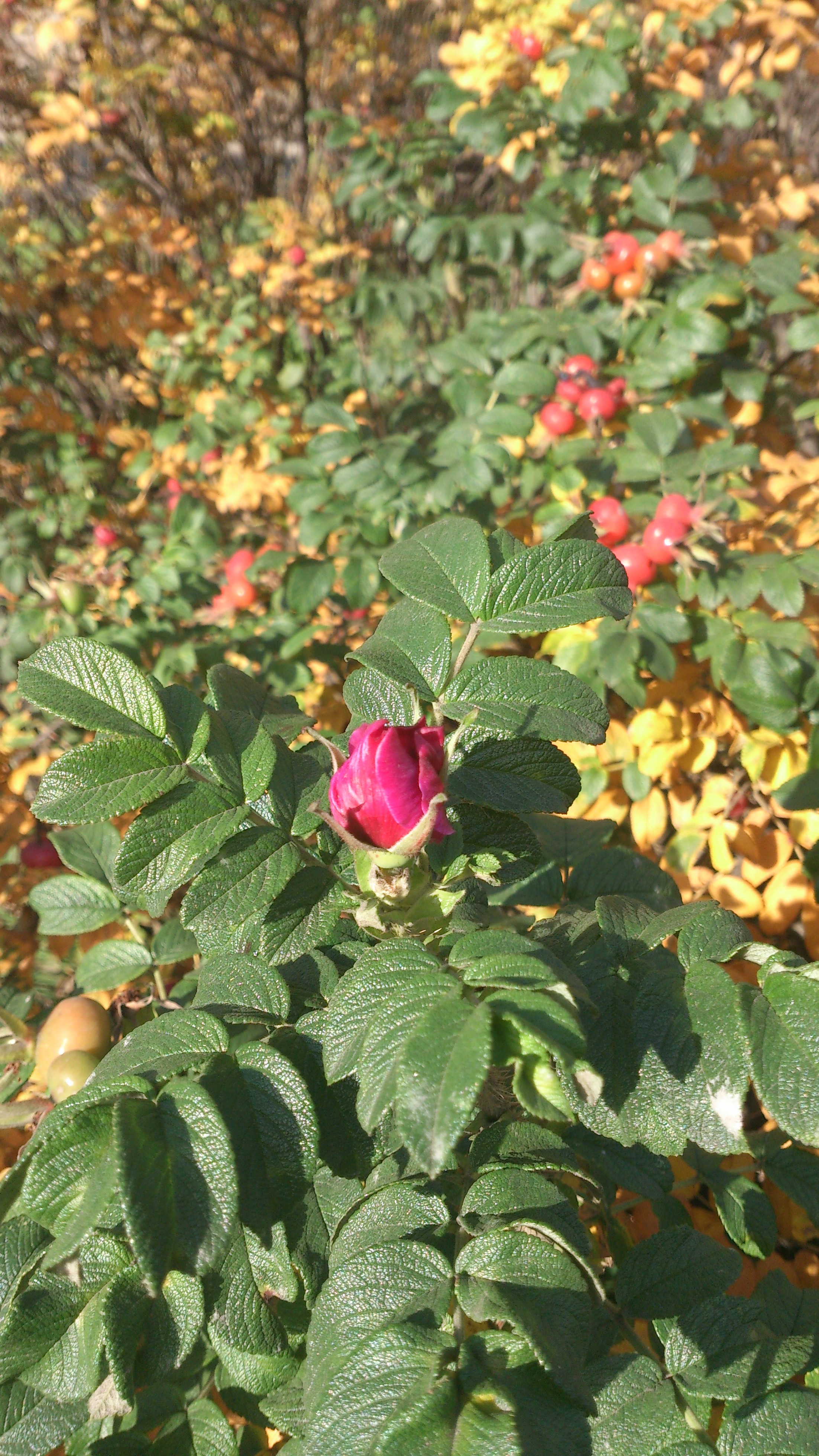 Октябрьский цветок 2