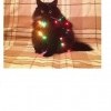 котэ котэ