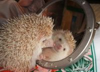 ёжики 11 ёжики 11