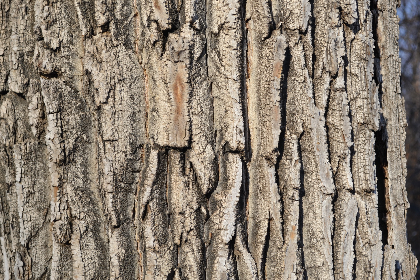 Деревянная прогулка))))))