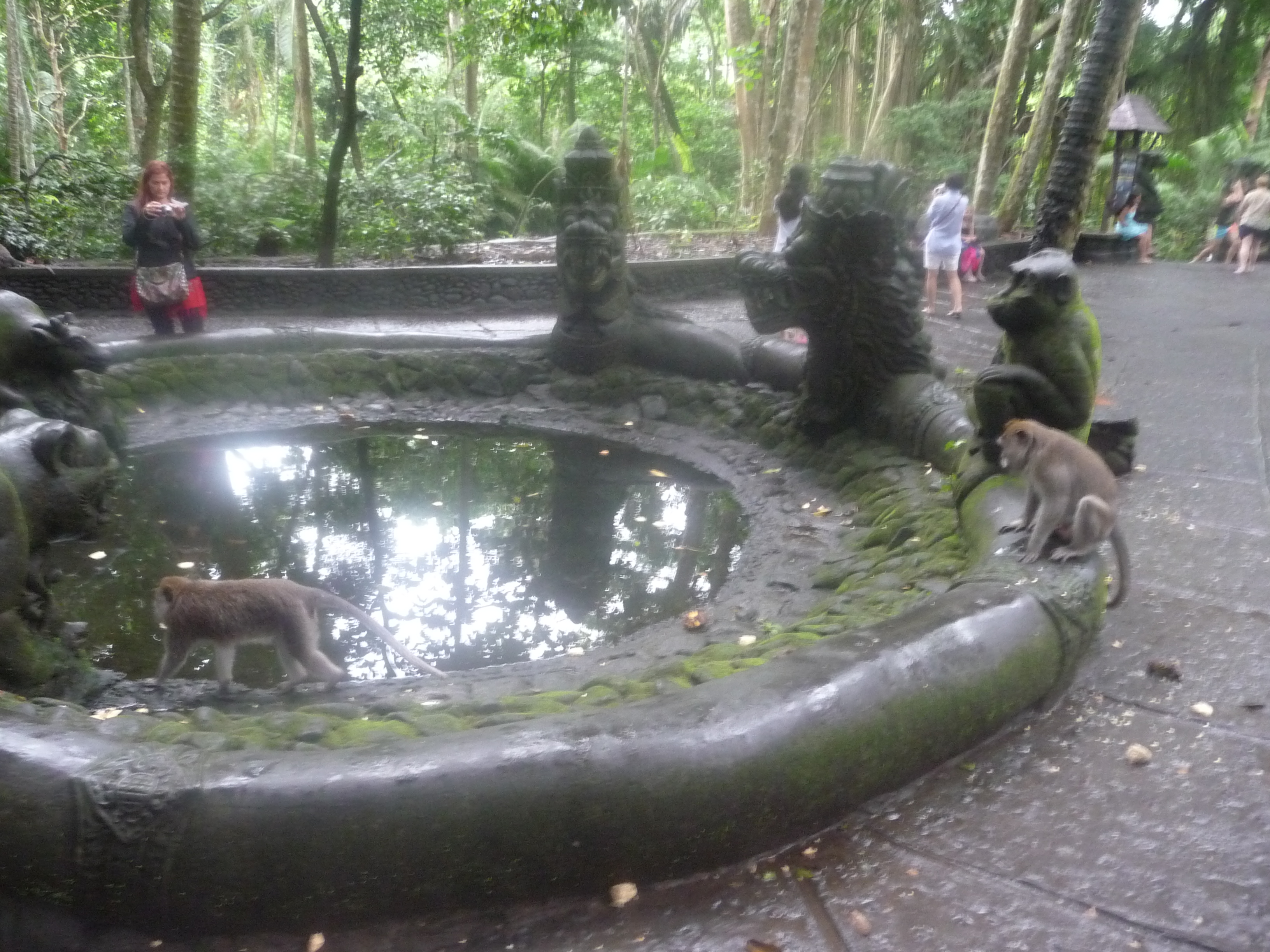 в храме обезьян