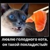 Голодный кот