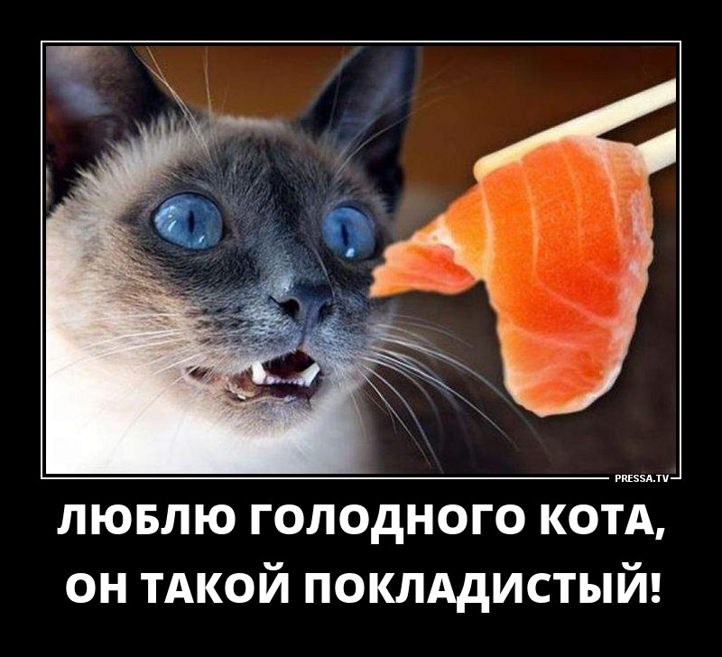 Голодный кот