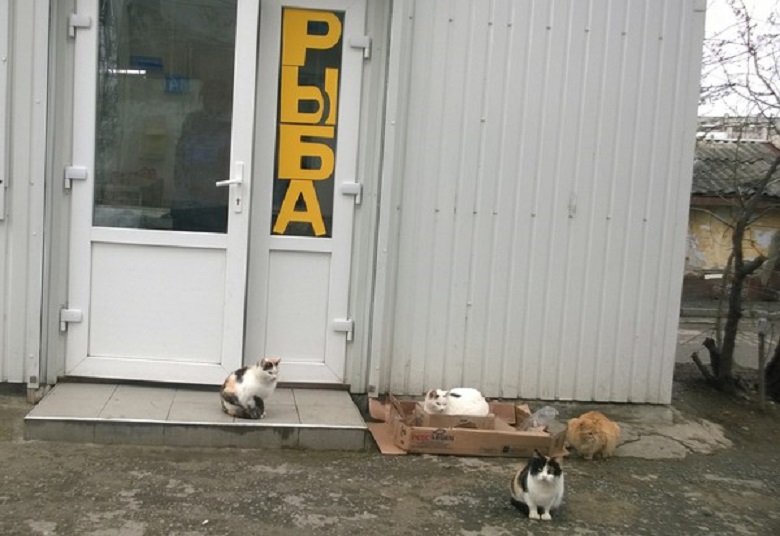 Котэ.Ожидание