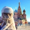 котэ котэ