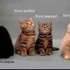 коты:))) коты:)))