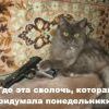 Какая сволоч Какая сволоч