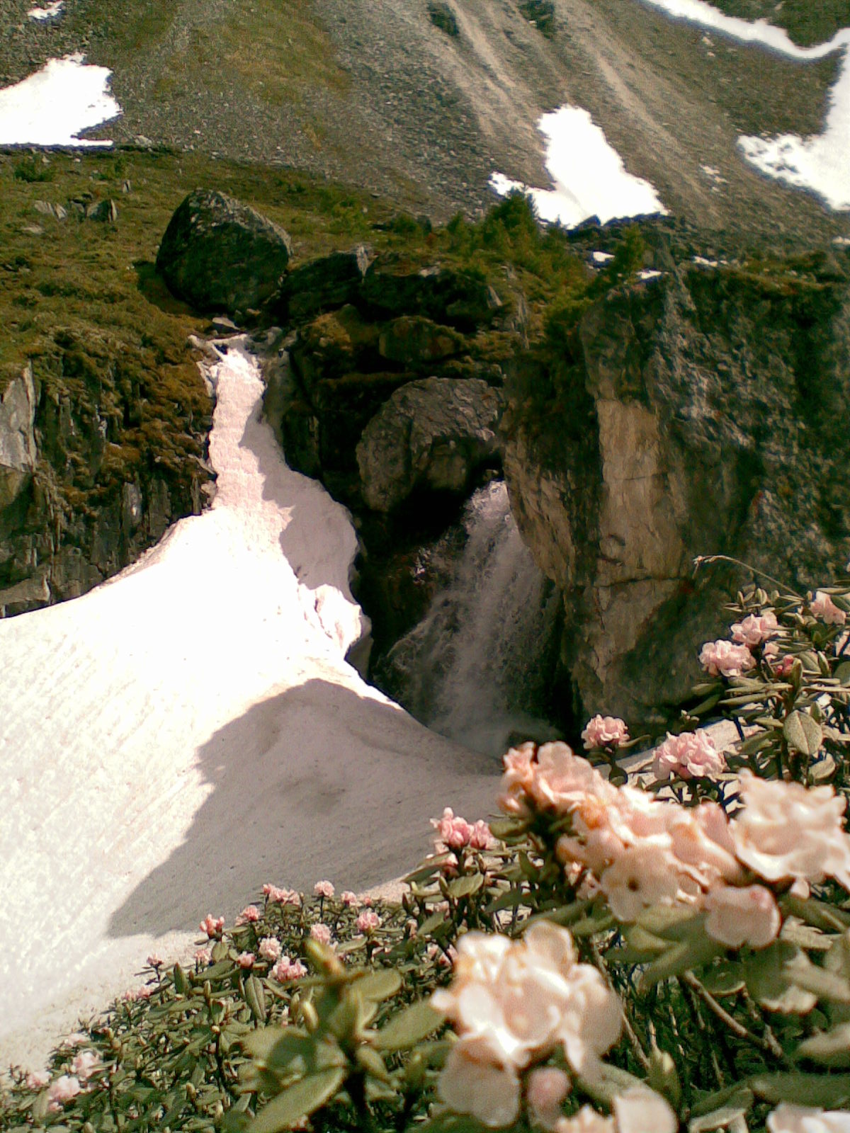 Цветущая сааган-дали в горах, водопад