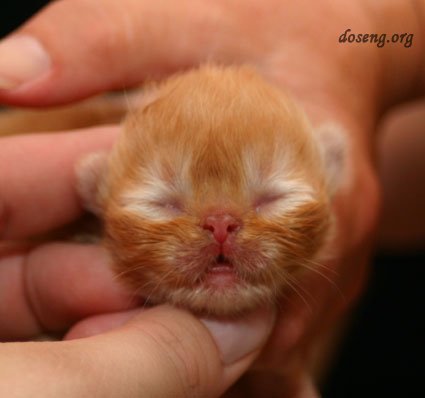 Очередная рыжая))))