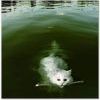 кот в воде кот в воде
