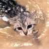 кот в воде кот в воде