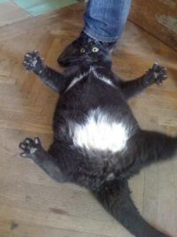 кот