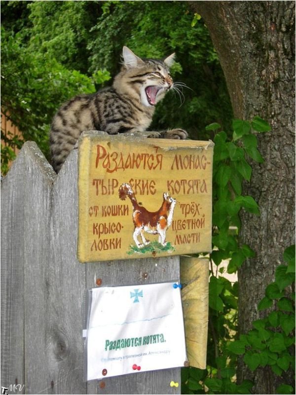 котята крысоловки