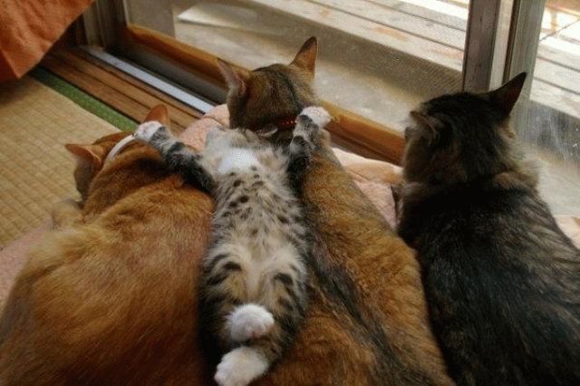 кошки