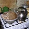 кот-мисочник