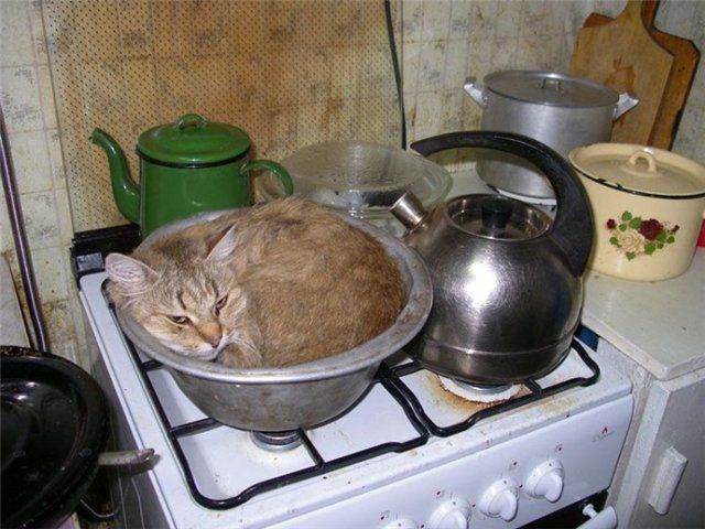 кот-мисочник