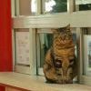 кот