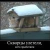 скворцы  улетели...