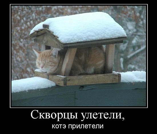 скворцы  улетели...